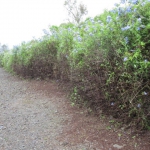 202004 hedge3.jpg